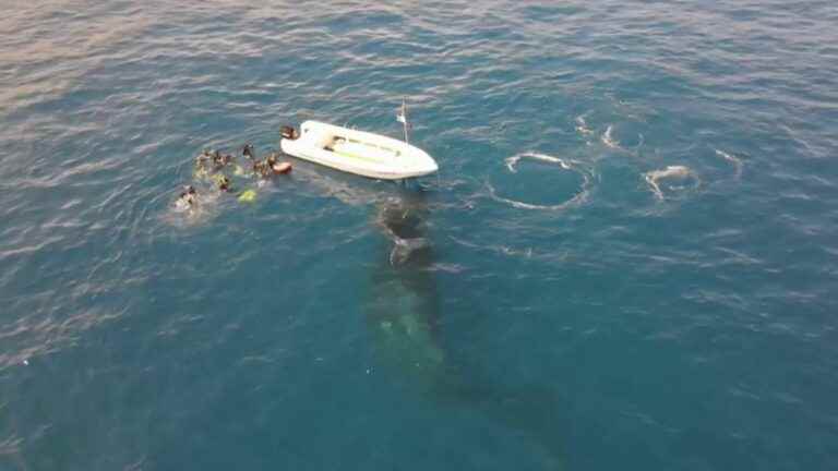 a diver saved a calf