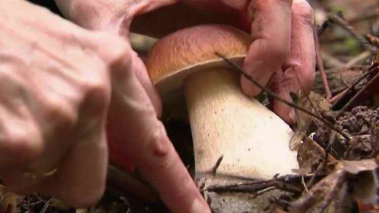 a gourmet start to the season for porcini mushrooms