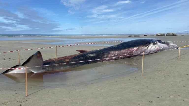 a second whale washes up on a beach, eight days after that of the island of Sein