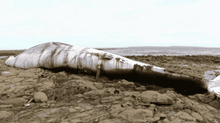 a whale found on the Ile-de-Sein