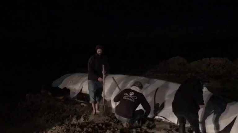 a whale stranded on a beach was saved