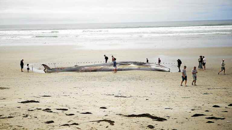 a whale washes up on a beach, the third since the beginning of September in the department