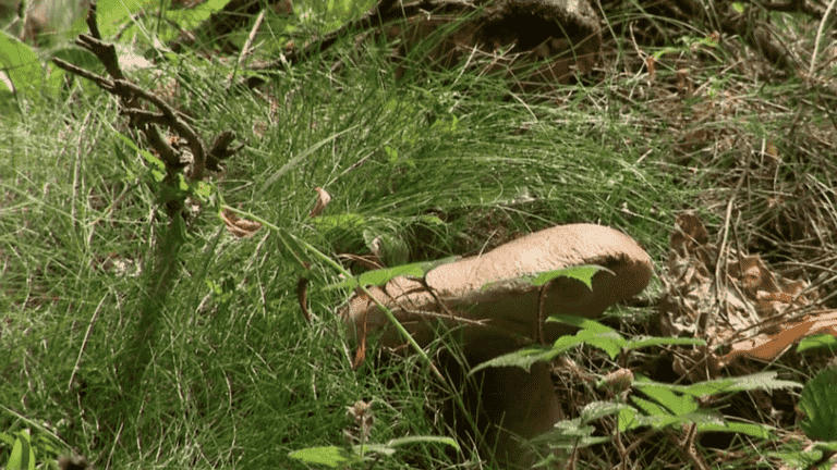 abundant porcini mushrooms as autumn approaches