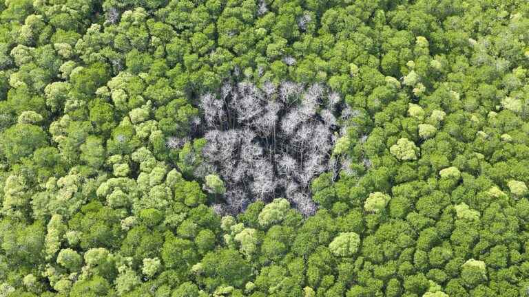 after the fire two years ago, tree species threatened by rain this summer