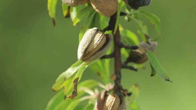 almonds, the crunchy pleasure of the fields on the plate