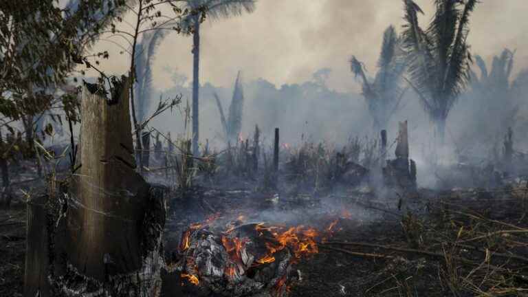 an aftertaste of the Amazon on our plate