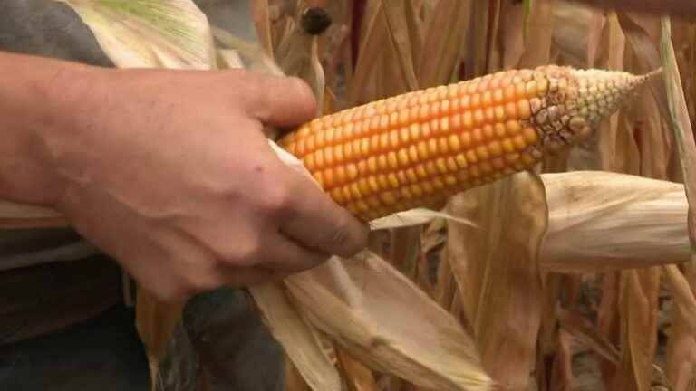 catastrophic maize harvests following the drought