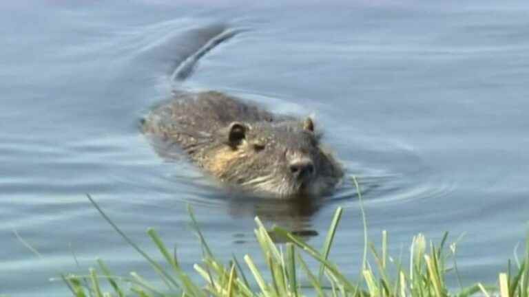 coypu invade the poitevin marshes