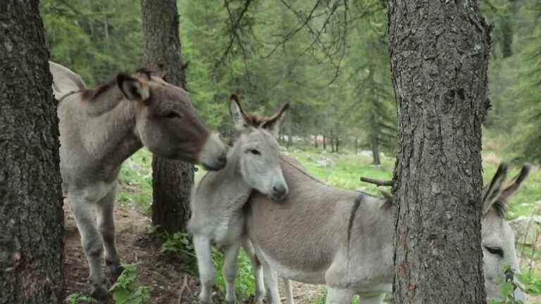 discovering the donkeys of Provence