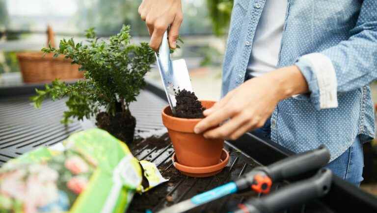 how do you know if a plant needs to be repotted?