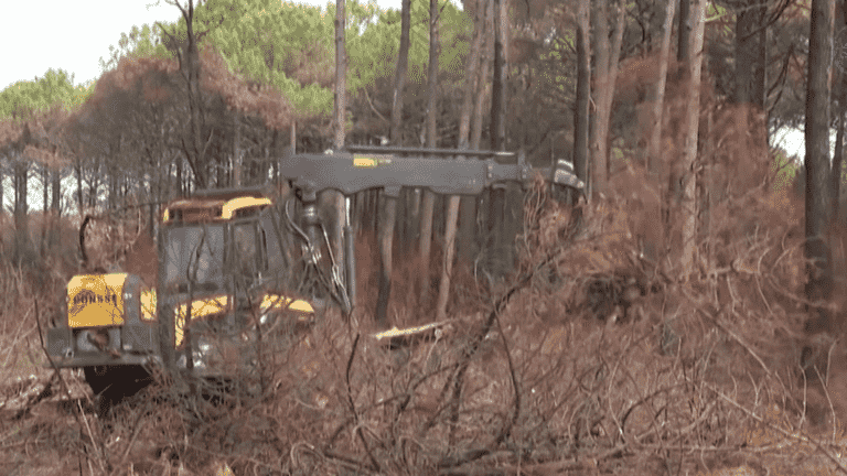 in Gironde, the forest of La Teste-de-Buch is regenerating