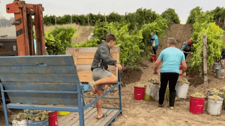 in Kherson, the harvest very close to the front line