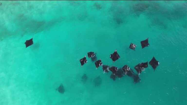 in the Maldives, manta rays are preserved