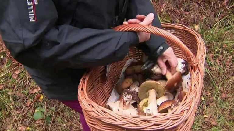 mushroom picking has started