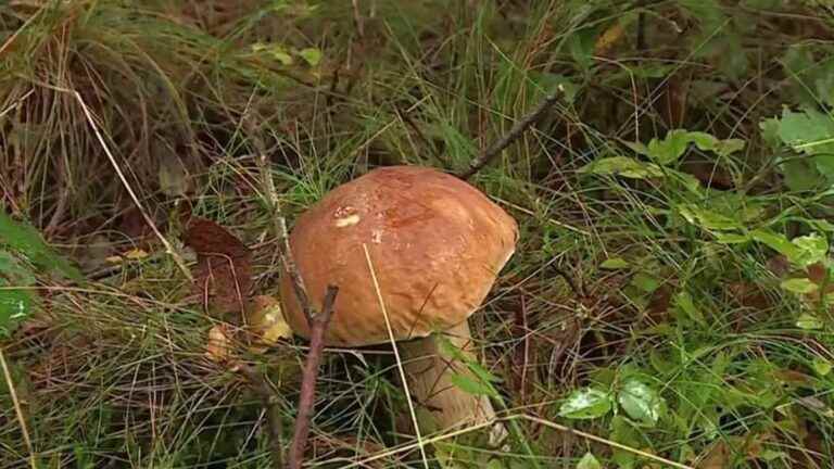 mushroom season is just beginning