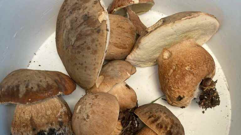 porcini mushrooms are expected in the Dordogne with the drought