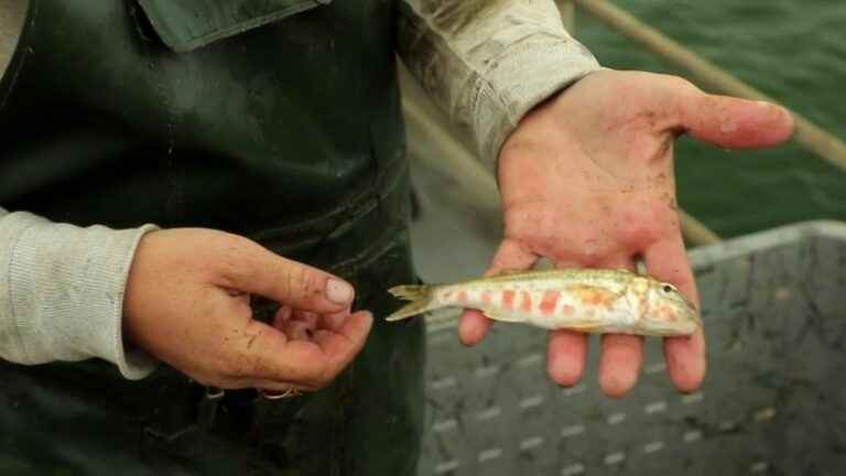 red mullet, an ephemeral delight