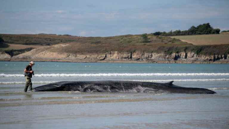 rescue operations for the whale stranded on Ploéven beach were unsuccessful