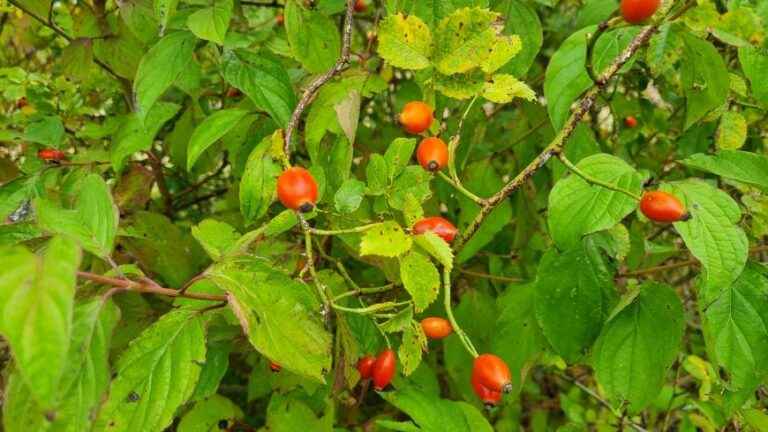 rose hips, natural benefits for your health