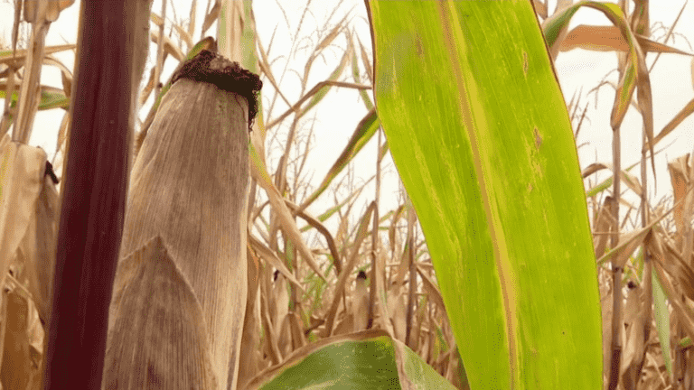 sharp drop in corn harvest