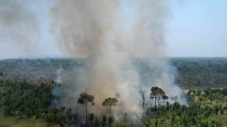 the Carrefour group accused of participating in the deforestation of the Amazon by an NGO