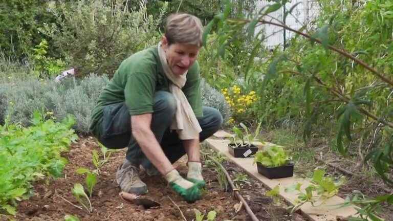 the French back to the vegetable garden to fight against inflation