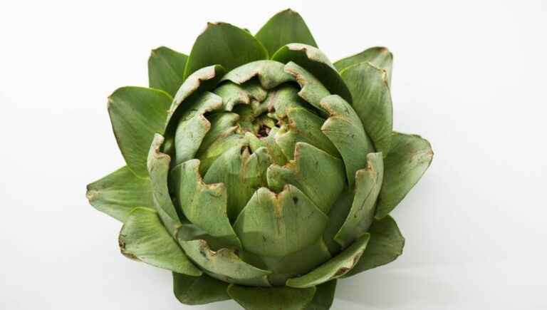 the artichoke, the fine flower of vegetables