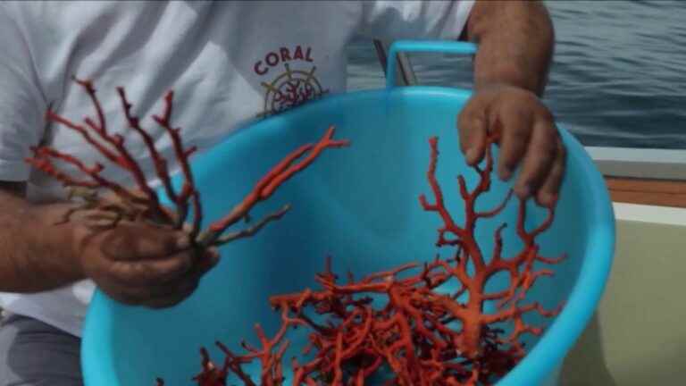 the ban on fishing for red coral at the center of the debates