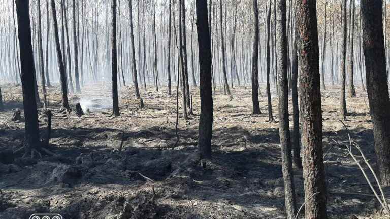 the disarray of the Gironde firefighters, exhausted by a summer of fires