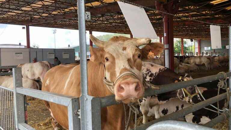 the ecological question invites itself to the Meat Festival, in Mayenne