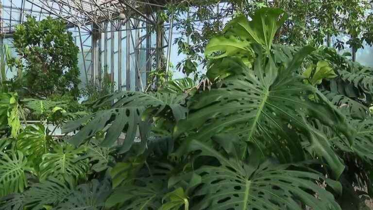 the equatorial greenhouse of the Jardin des Plantes de Lille closes