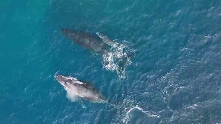 the marine natural park, a jewel of biodiversity