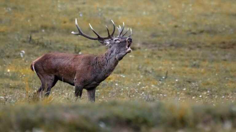 the mayor castigates the “massacre of animals in the forest” and points the finger at the ONF