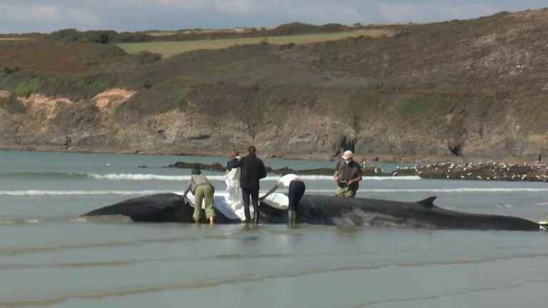 the rescued whale could run aground again