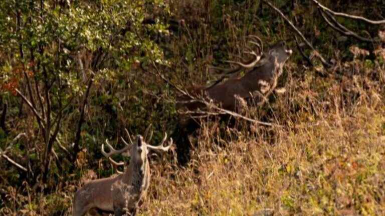 the roar of the deer, a spectacle of nature