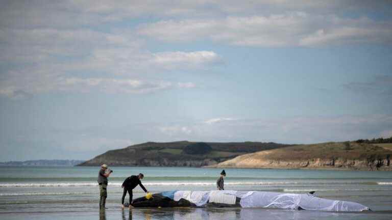 the whale stranded on a beach in Ploéven has gone back to sea