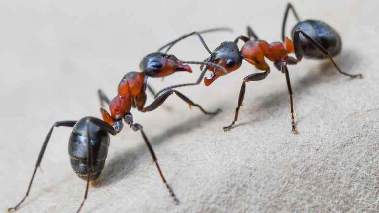 There are 20 million billion ants on Earth