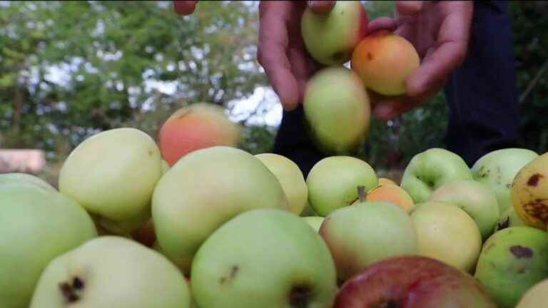 to avoid wasting apples, they criss-cross the countryside with… a mobile press