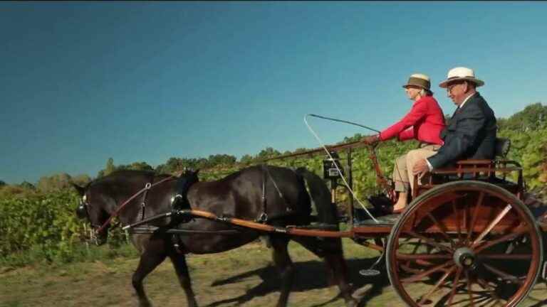 traditional driving competitions bring horse-drawn carriages back to life