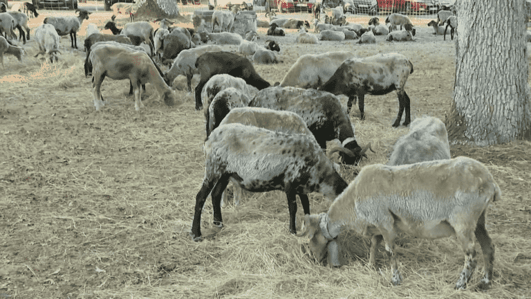 transhumance began in the heart of the Pyrenees