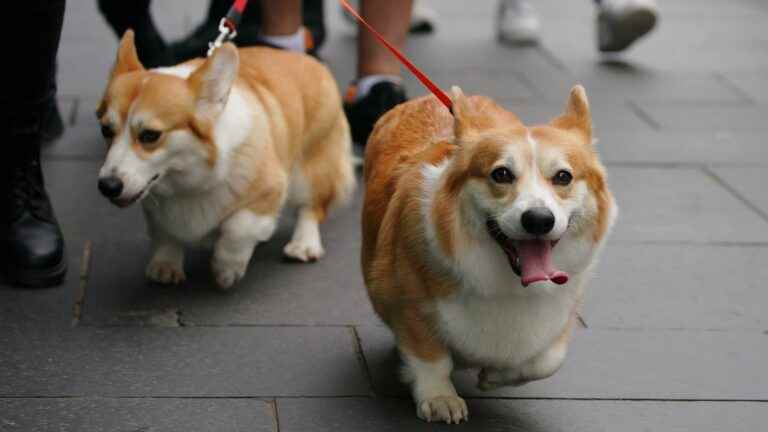 what will become of the queen’s corgis?