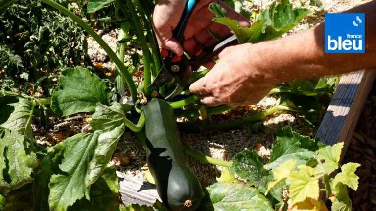 zucchini, a vegetable for beginners