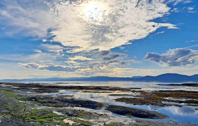 [​Série Cap sur le fleuve] Île aux Lièvres has been protected thanks to… its birds