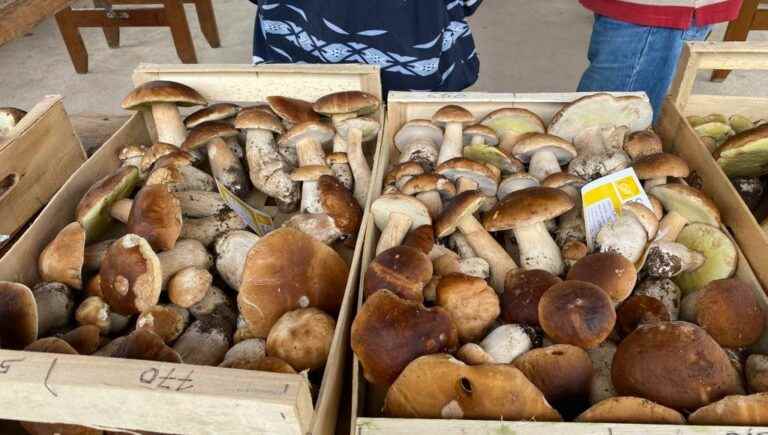 275 kilos brought for the first ceps market of the season in the Dordogne