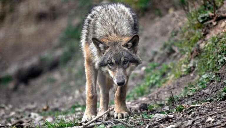 A Lozère claims to have met a wolf at a place called L’Hospitalet in the Cévennes