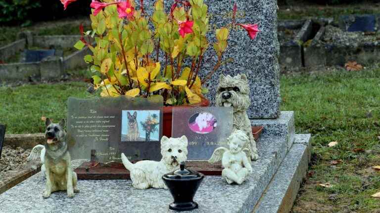 A bill allowing you to be buried with your pet’s ashes soon to be presented to Parliament