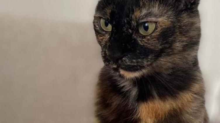 A cat officially euthanized by a Var veterinarian is found by her mistress in Hyères