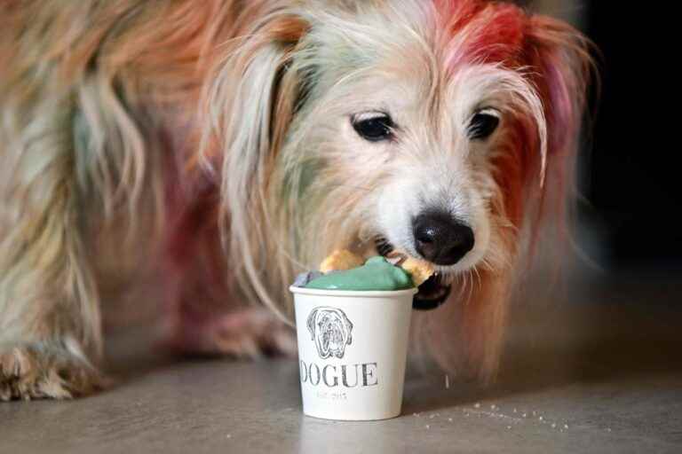 A chef opens a bakery for dogs in San Francisco