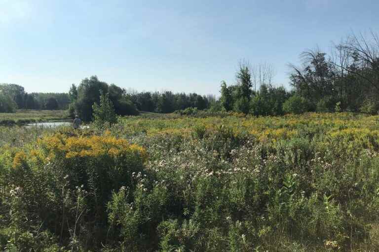 A green space to protect near Trudeau airport