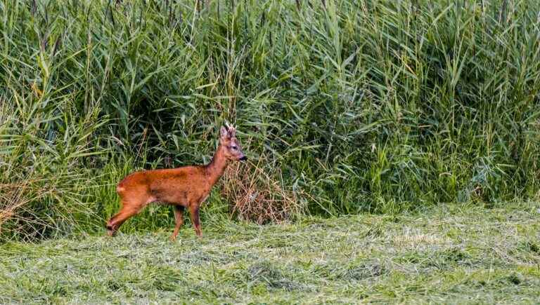 A motorcycle hits a deer in the Dordogne, two people are slightly injured